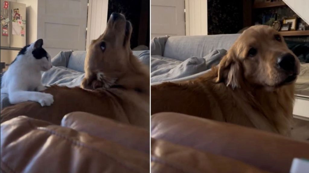 Video: Golden Retriever Reacts to Cat Scratching His Back for Him