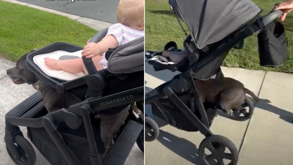 Video: Staffy Knows How to Perfectly Land on Baby’s Stroller