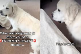 Video: Dog Surprises Owner With ‘Extremely Urgent Matter'