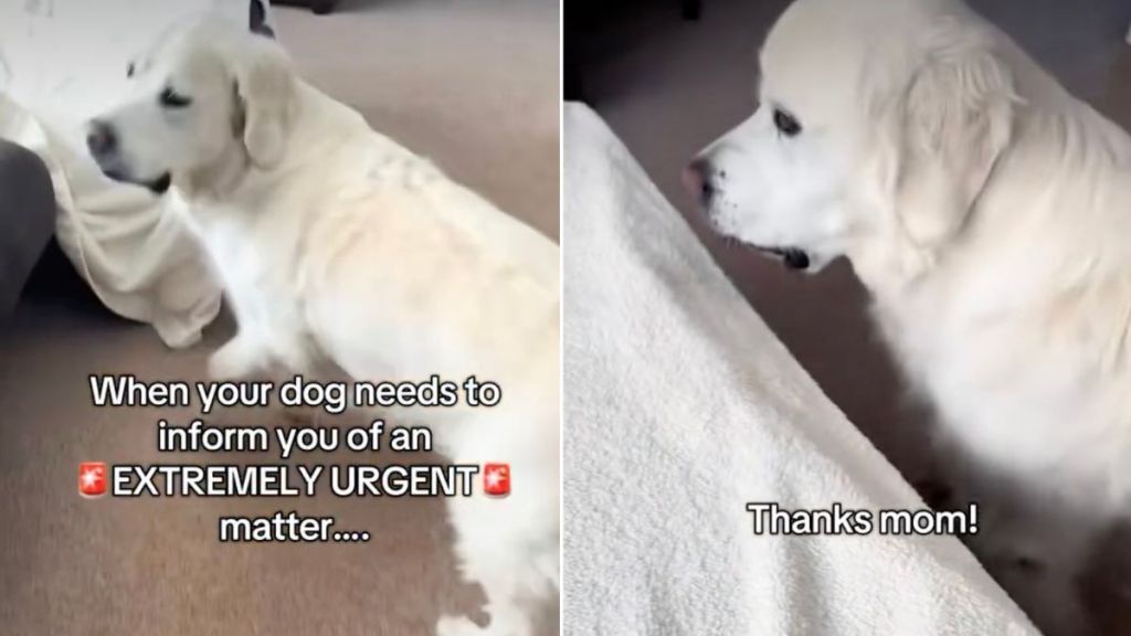 Video: Dog Surprises Owner With ‘Extremely Urgent Matter'