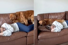 Golden Retriever Follows Owner on the Couch in Cute Video