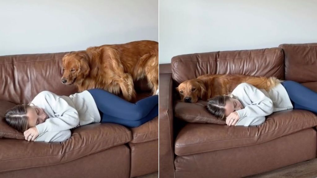 Golden Retriever Follows Owner on the Couch in Cute Video