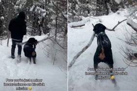 Video: Nothing Can Stop This Dog From Completing His 'Stick Mission'