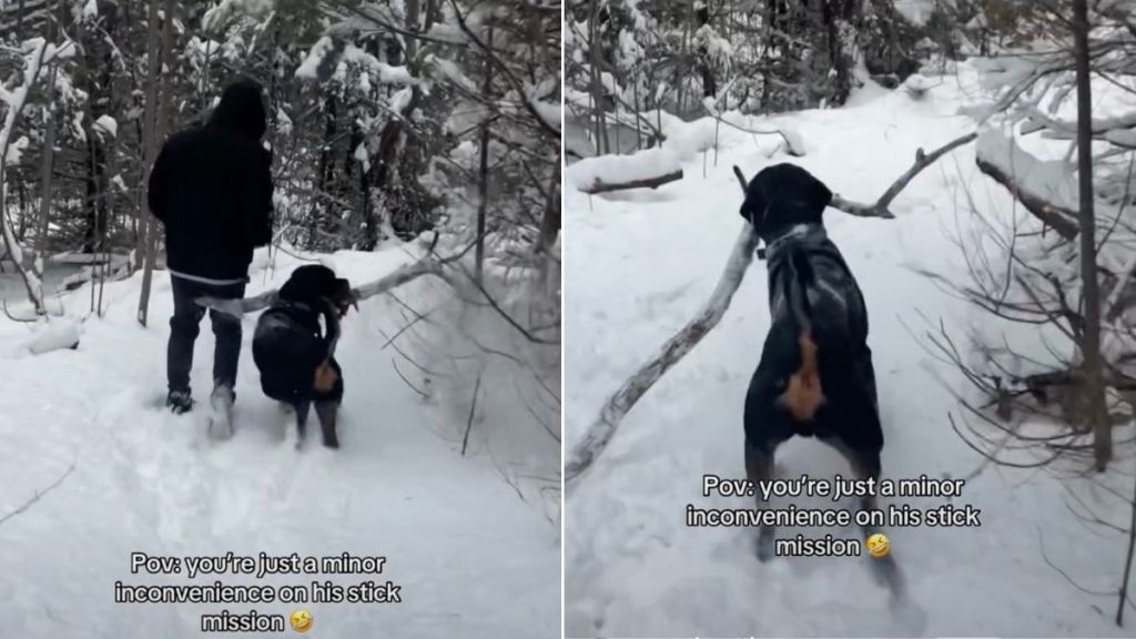 Video: Nothing Can Stop This Dog From Completing His 'Stick Mission'