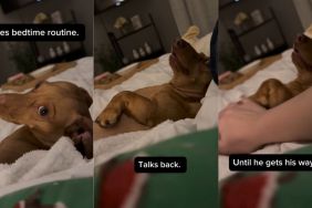 Video: Dog Won't Sleep Until He Gets His Way