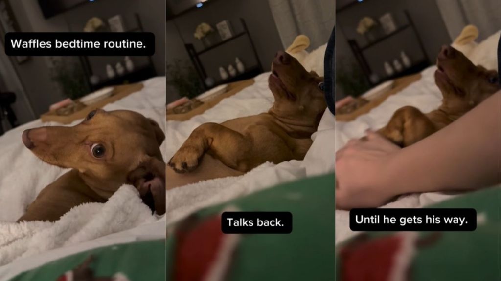 Video: Dog Won't Sleep Until He Gets His Way