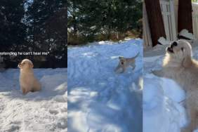 Video: Puppy Refuses To Go Inside & Keeps Playing in Snow