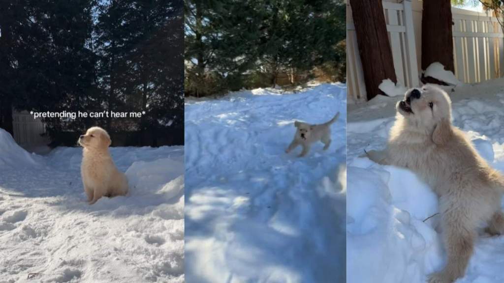 Video: Puppy Refuses To Go Inside & Keeps Playing in Snow
