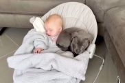 Video Captures Staffy Pup Wanting To Take a Nap With Baby