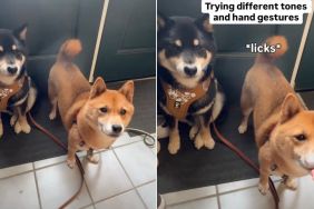 Video: Dog Doesn't Know What to Do When Asked to Sit