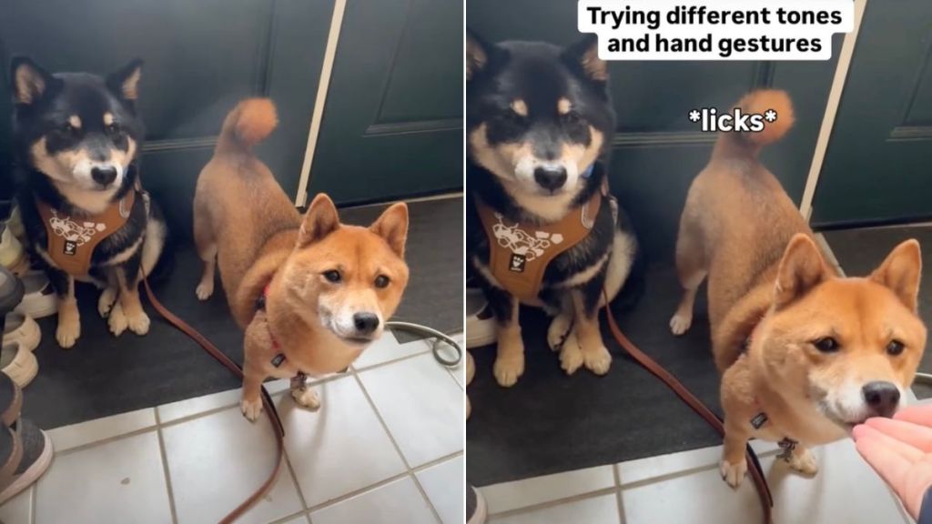 Video: Dog Doesn't Know What to Do When Asked to Sit