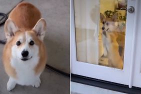 Video Captures How Different 2 Corgis Are From One Another