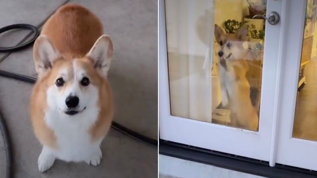 Video Captures How Different 2 Corgis Are From One Another