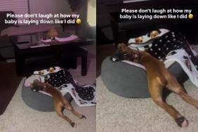 Puppy's Sploot Position Amuses Owner in Adorable Video