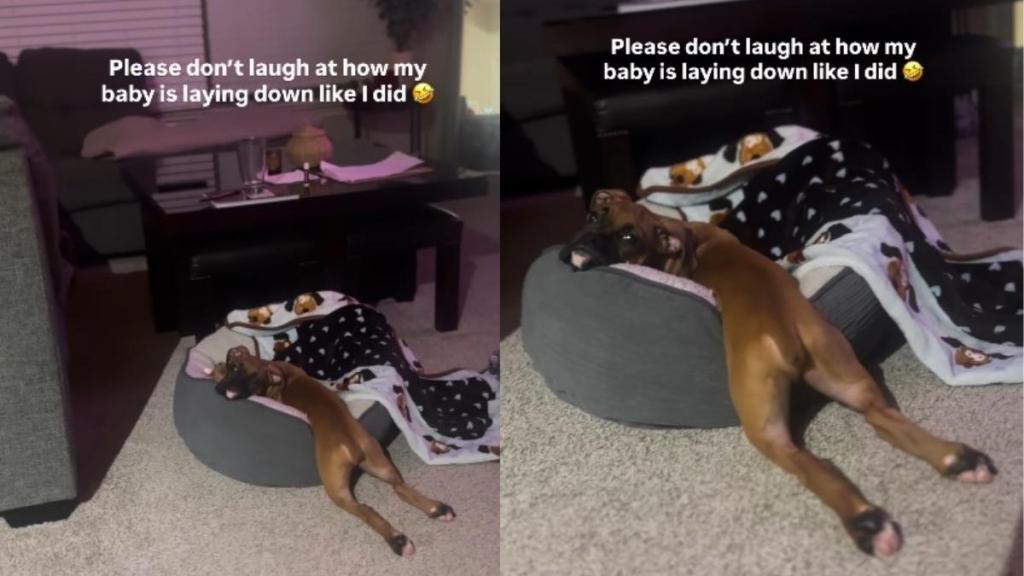 Puppy's Sploot Position Amuses Owner in Adorable Video