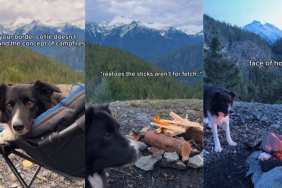 Dog feels confused about the concept of campfires in cute video
