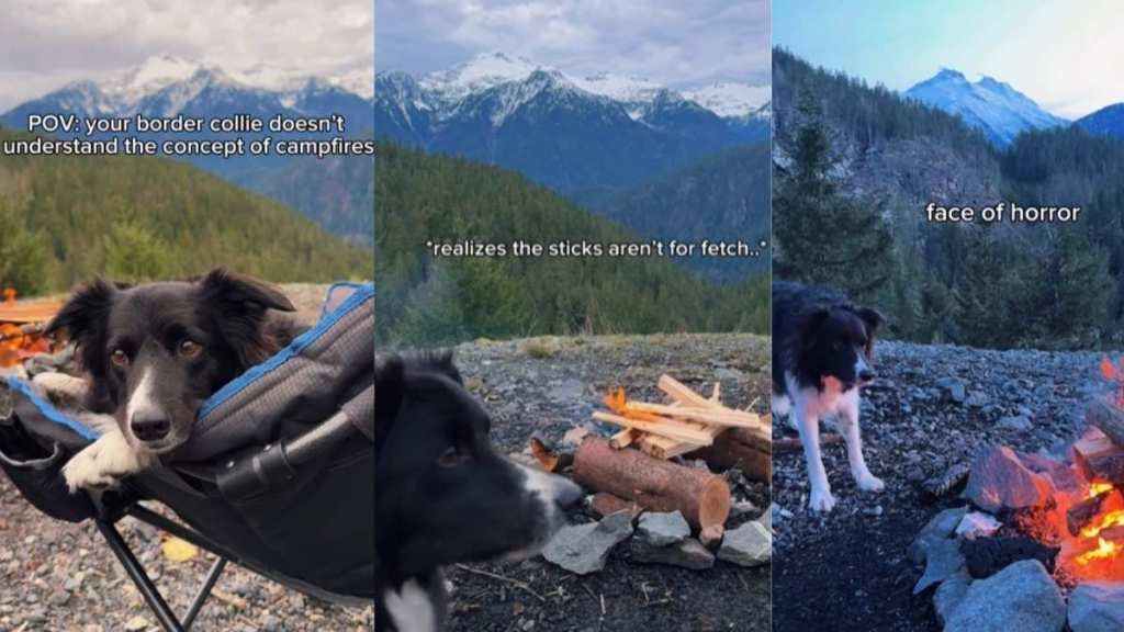 Dog feels confused about the concept of campfires in cute video