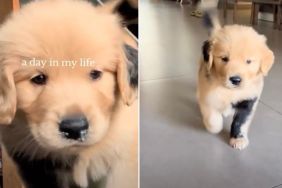 Video: Golden Retriever Puppy Goes Viral for His Unique Fur Design