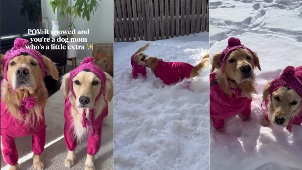 Video: Dog Duo’s Outfits for a Snowy Day Are Pink Perfection