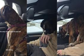 Video Explains Why This Dog Needs to Always Wear His Seat Belt