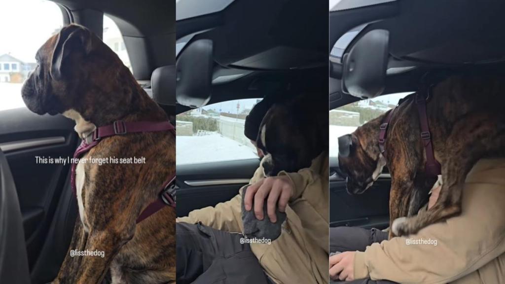 Video Explains Why This Dog Needs to Always Wear His Seat Belt