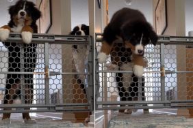 Video Shows How Dog Reacts When Mom Grabs an Amazon Delivery