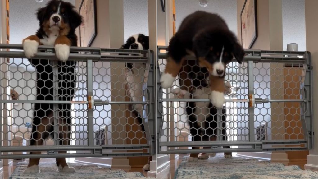 Video Shows How Dog Reacts When Mom Grabs an Amazon Delivery
