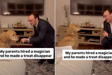 Golden Retriever Reacts to Magician Making Her Treat Disappear