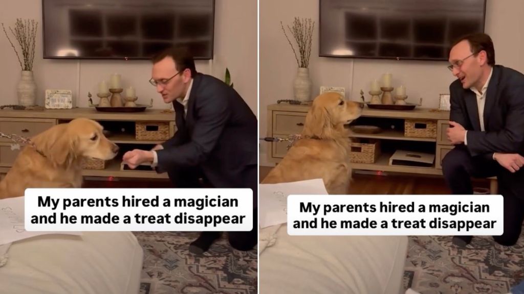 Golden Retriever Reacts to Magician Making Her Treat Disappear