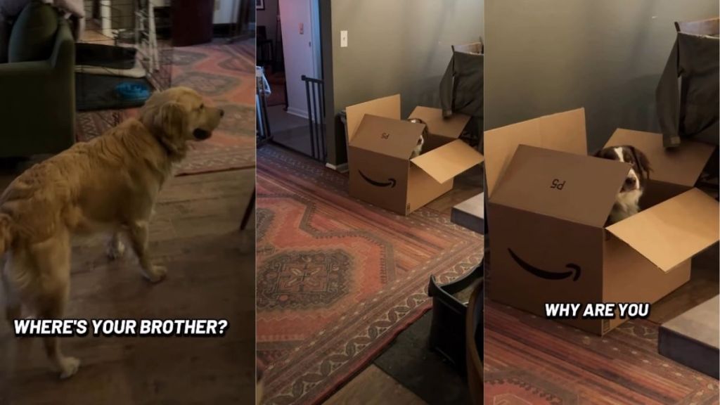 Video: Dog Does This to Hide From Golden Retriever Brother