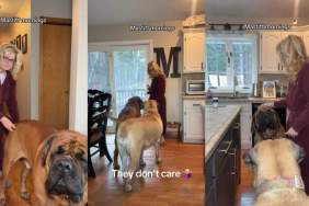 Mastiffs Go Viral for How They Spend Their Sunday Mornings