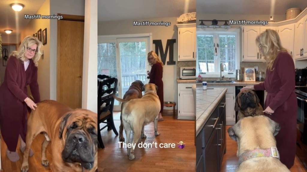 Mastiffs Go Viral for How They Spend Their Sunday Mornings