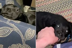 Video Shows Two Wildly Different Moods of Black Labradors