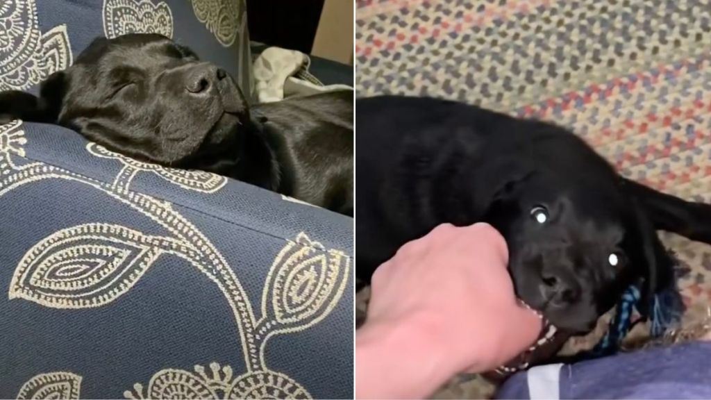Video Shows Two Wildly Different Moods of Black Labradors