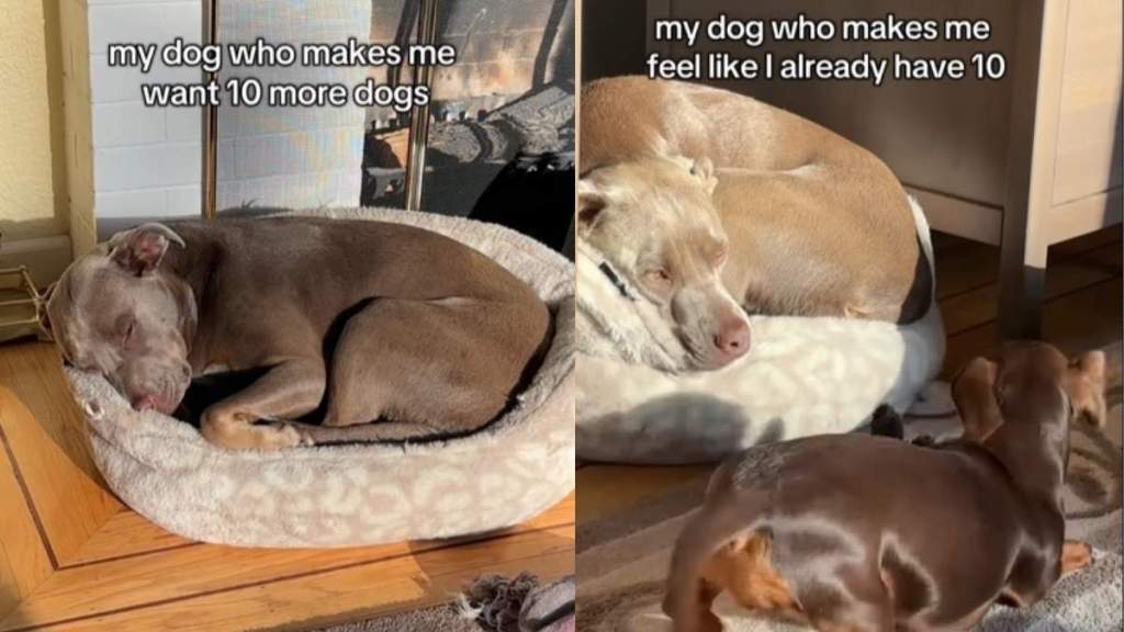 Video: Big & Tiny Dogs Have Majorly Different Personalities