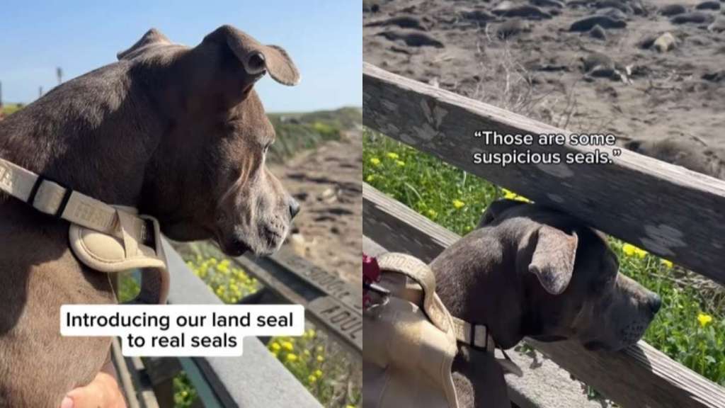 Video: Dog's First Meeting With Seals Goes Unexpectedly