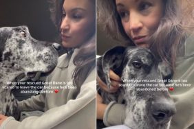 Rescue Dog Gets Nervous About Getting Out of the Car for This Heartbreaking Reason