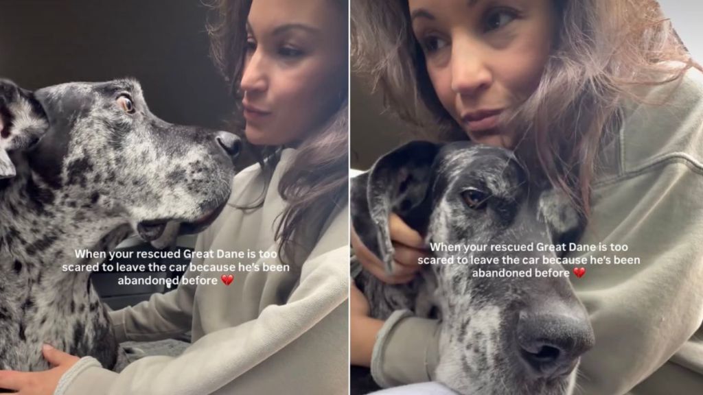 Rescue Dog Gets Nervous About Getting Out of the Car for This Heartbreaking Reason