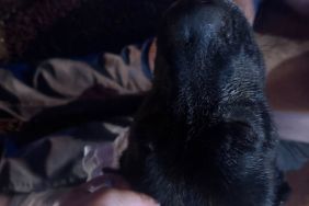 Dog Saved After Being Found Trapped Next to Burning Home