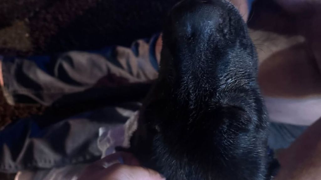 Dog Saved After Being Found Trapped Next to Burning Home