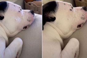 Video: Dog Goes Viral for Her Sleep Woofs