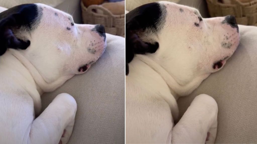 Video: Dog Goes Viral for Her Sleep Woofs