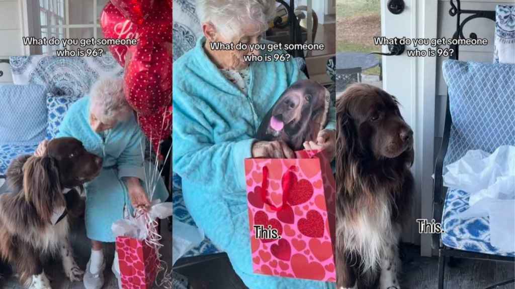 Big Dog Makes Grandma Laugh in Adorable Gift-Giving Video