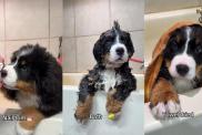 Bernese Mountain Dog Puppy Is Cutest During Grooming Session