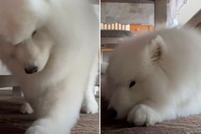 Video: Samoyed Turns Into the Most Charming DJ