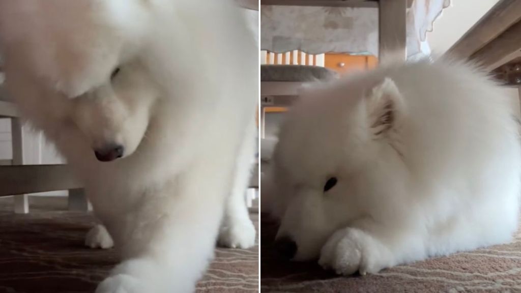 Video: Samoyed Turns Into the Most Charming DJ