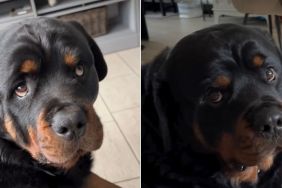 Video: Rottweiler Won't Spare Anyone With His Judgy Eyes