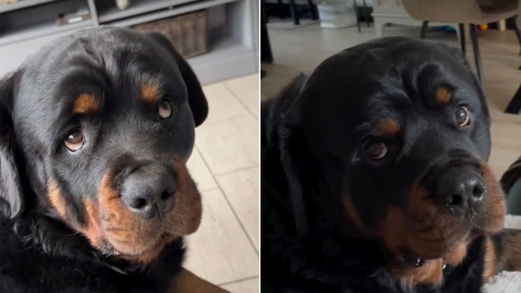 Video: Rottweiler Won't Spare Anyone With His Judgy Eyes