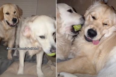 Video: Golden Retrievers Engage In Intense Battle Over Tennis Ball