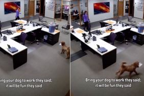 Dog Turns Into Paper Thief in Hilarious Security Camera Footage